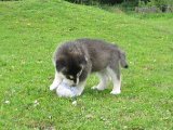 X-Wurf 5 Wochen 030.jpg